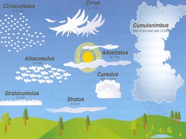 cloud species